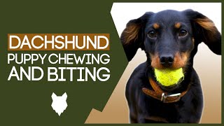 DACHSHUND TRAINING TIPS How To Stop Your Dachshund Puppy From Biting [upl. by Zorah]