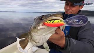 Trolling for big cod  Light tackle boat fishing in Norway [upl. by Stilwell660]