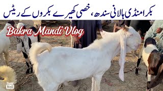 Halani Bakra Mandi Latest Update  Qurbani Eid 2025 Ke Bakre VetAsadullah [upl. by Mano]