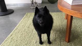 Schipperke dog when it’s 5 minutes until supper time [upl. by Fish]