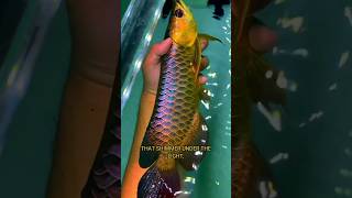 Golden Arowana 🐟 The Dragon Fish [upl. by Nedmac]