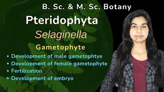 Pteridophyta  Selaginella  Gametophyte  Botany  B Sc amp M Sc [upl. by Eisus]