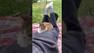 109 Cute Cat videos 😻😻 fails funny moments reels [upl. by Aihsi]