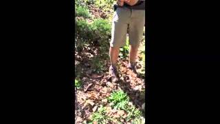 Dandelion wild lettuce Forage walk [upl. by Fuller]