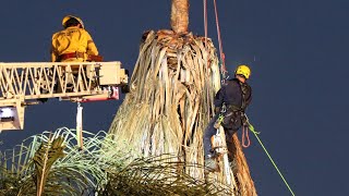 Bakersfield Tree Trimmer Fatal Accident  WARNING GRAPHIC CONTENT [upl. by Nniw]