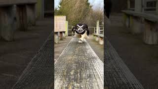 Adorable Owl Running [upl. by Shelli]