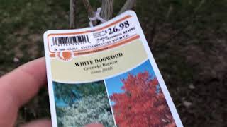 Young White Dog Wood Tree amp Information Video 1 [upl. by Olin]