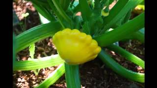 Patty pan squash Vegetable amp its health Benefits [upl. by Anirbed584]