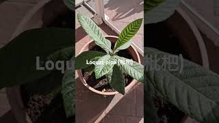 Growing Loquat from seed pipa 枇杷 garden gardening backyardfarming [upl. by Norat]