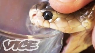 Getting High Injecting Snake Venom [upl. by Anaud]