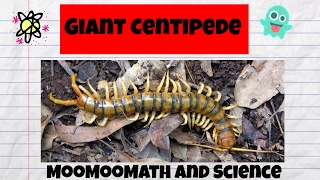 Giant Centipede Facts [upl. by Nwahsad]