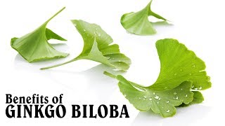 13 Benefits of Taking Ginkgo Biloba [upl. by Kammerer704]