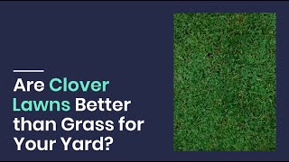 Are Clover Lawns Better than Grass for Your Yard [upl. by Rubliw]