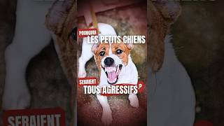 POURQUOI les PETITS CHIENS seraient tous AGRESSIFS [upl. by Neiviv157]