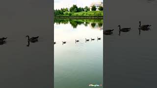 Canada Geese Parade in Pond Toronto [upl. by Buddie]