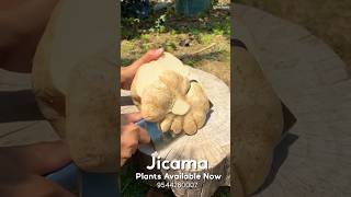 Jicama exoticfruitplants fruitcutting fruit tropicalfruittrees garden mango fruitplant fruit [upl. by Hannus617]