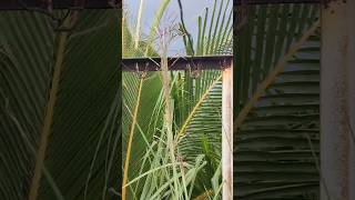 Vetiver in My Terrace Garden  Amazing Ways to Use It for Home amp Health [upl. by Wan]