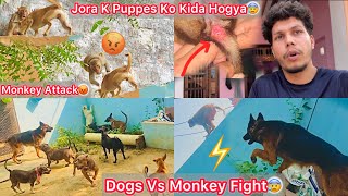 Dogs Or Monkeys Ki Kai Ghanto Tak Ladai Chali😰 Jora K Puppes Ki Halat Kharab Hogye😢Chot Lag Gye [upl. by Orelia388]