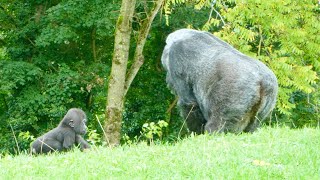 Gorilla Mother Always Keeps an Eye on Her Baby [upl. by Attelrahc]