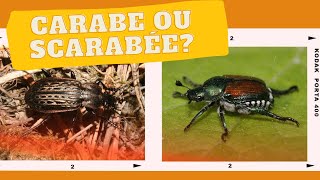 Carabe ou scarabée [upl. by Amre]