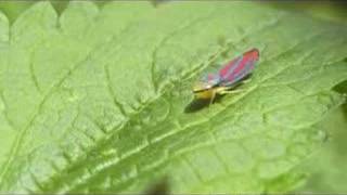 Leafhopper Strut [upl. by Waugh]