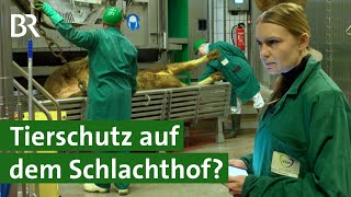 Als Tierärztin auf dem Schlachthof arbeiten  Tierschutz  Unser Land  BR [upl. by Brinn995]