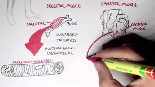 Myology  Introduction Skeletal Cardiac Smooth Muscles [upl. by Favrot36]