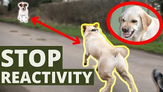 Stop Dogs Reactive Behavior On Leash [upl. by Cornall745]