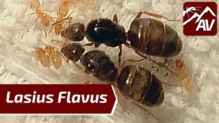 Lasius Flavus The Yellow Medow Ants  Ant Guide [upl. by Schacker595]