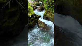 River Waterfall Sound And Bird Voice  White Noise  Short Video  waterfall watersounds shorts [upl. by Robertson317]