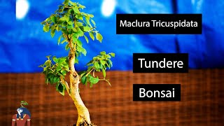 Tundere Bonsai  Maclura Tricuspidata cum se tunde un bonsai  iun 2021 [upl. by Melinde138]