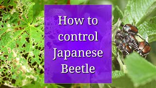 How to Control Japanese Beetle [upl. by Anohs]