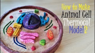 How to Make Animal cell model [upl. by Ita]