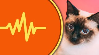 Siamese Cat Meowing Sound Effects [upl. by Onileva]