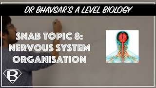 SNAB Topic 8 nervous system organisation [upl. by Venus971]