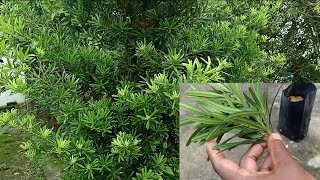 How To Propagate Podocarpus Macrophyllus YewBuddhist Pine Using Softwood Stem Cutting [upl. by Sasnett]