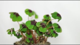 Oxalis tetraphylla deppei  Glücksklee Lucky Clover [upl. by Garold674]