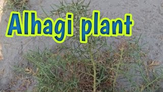 Alhagi plant✅😃  plants and nature  plant life cycle [upl. by Cummings]