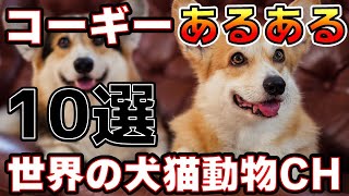 【10選】「コーギーのあるある：短足パワフル犬の毎日が楽しい！」世界の犬猫動物CH [upl. by Rucker680]