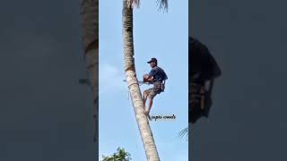 Tebang pohon kelapa di atas chainsaw tree treeremoval [upl. by Kalinda]