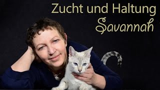 Savannah  Zucht und Haltung von Savannah Rassekatzen [upl. by Yrrot597]