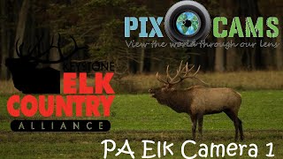 PA Elk Country Visitor Center  Camera 1 Live Stream [upl. by Jehius]