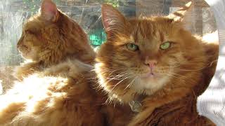 My Beautiful Polydactyl Maine Coon Cats enjoying the sun can you hear them purring [upl. by Ahsilrae]