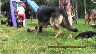 2013 07 27  Les chiots berger allemand a Harley et Lady Réunis [upl. by Kcirdek]