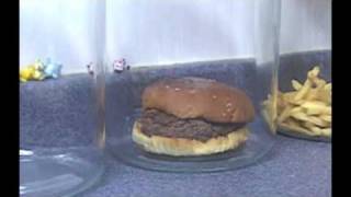 The Decomposition Of McDonalds Burgers And Fries [upl. by Boyer]