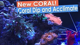 New Coral Frags Coral RX Dip and Coral Acclimation [upl. by Ardnekat]