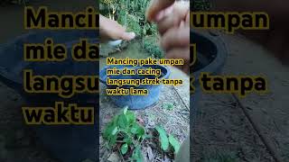 Mnacing pake umpan mie dan cacing langaung strek tanpa waktu lama reels mancingikanwaderdiparit [upl. by Zohara]