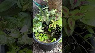 Making a low cost mini pond in the garden [upl. by Townsend]