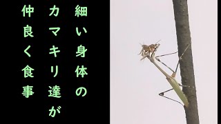 細い身体のカマキリ達が仲良く食事 [upl. by Nyladnek565]