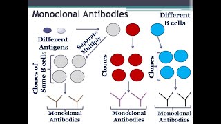 Polyclonal Vs Monoclonal antibodies [upl. by Dhar]